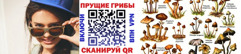 где найти Исилькуль omg вход Псилоцибиновые грибы ЛСД